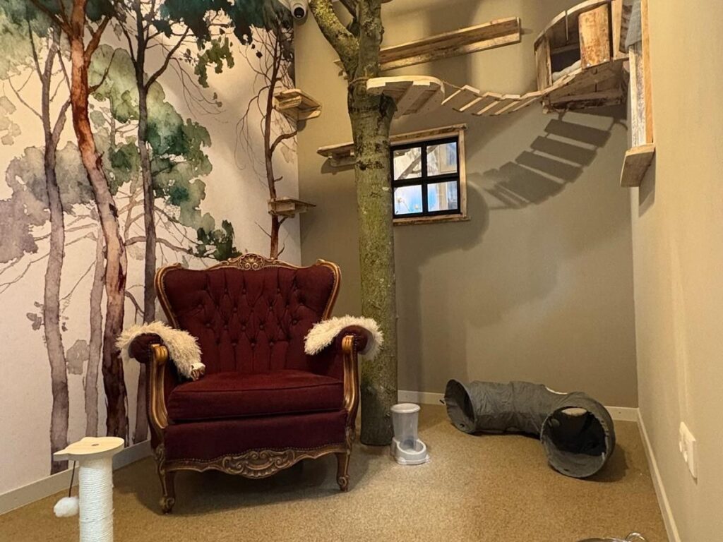 De Dennen kamer in het kattenpension