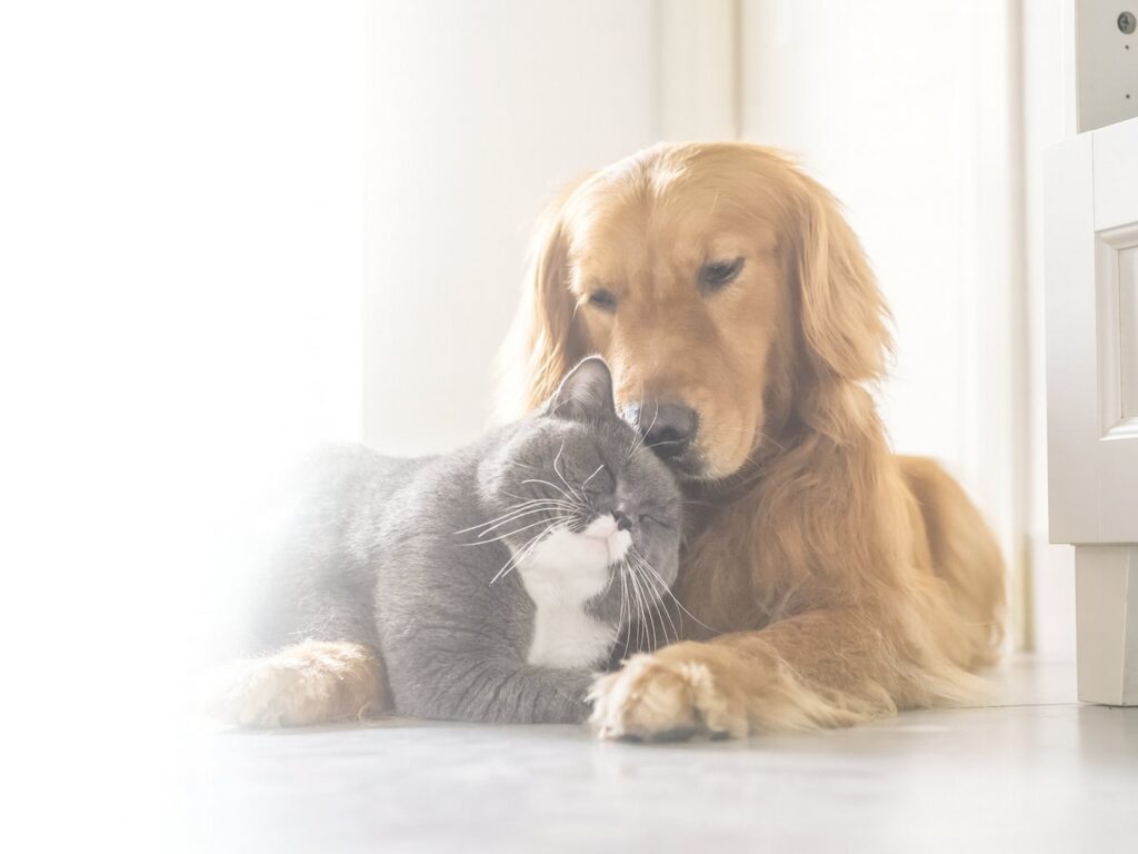 Hond en kat liggen ontspannen samen