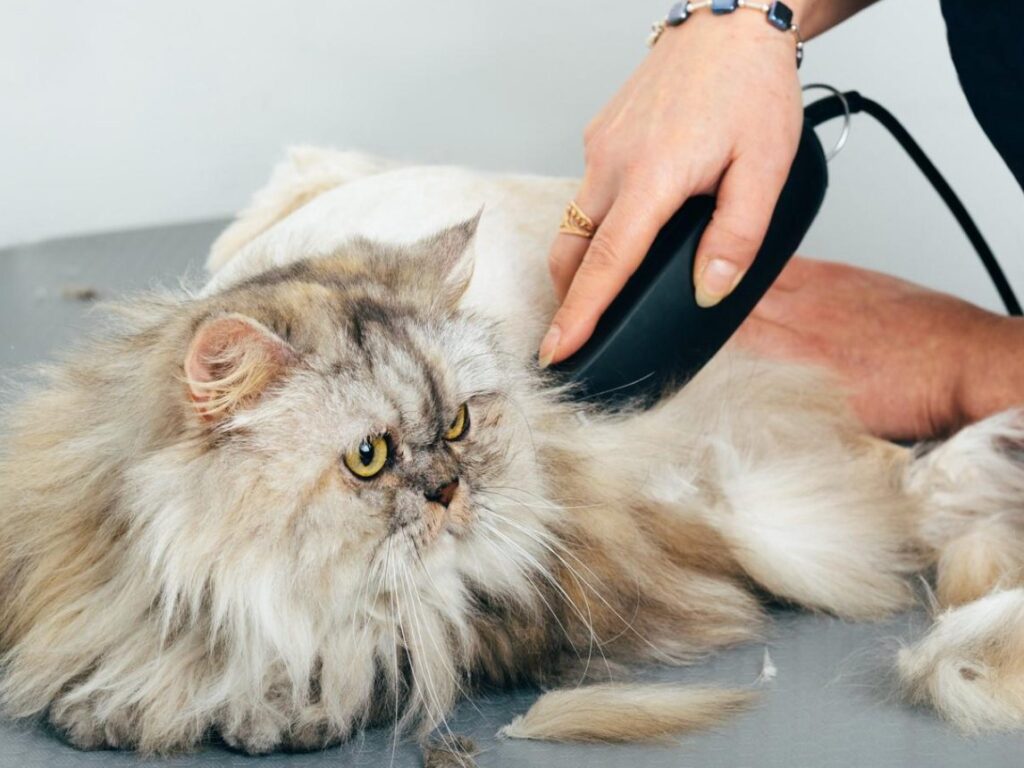 Perzische kat wordt verzorgd in de trimsalon