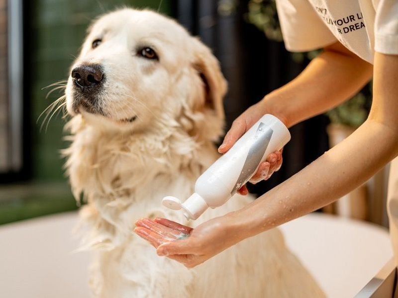 Hond krijgt een wasbeurt in de trimsalon