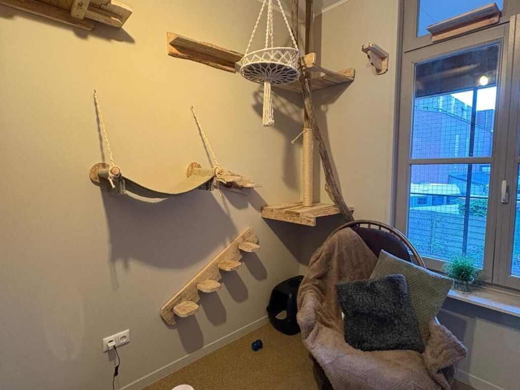 De Weide kamer in het kattenpension